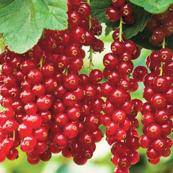 Red Currant 02263